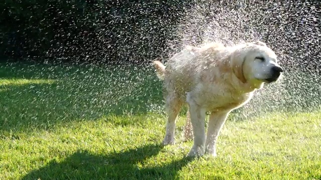 金色拉布拉多犬甩水的慢动作视频下载