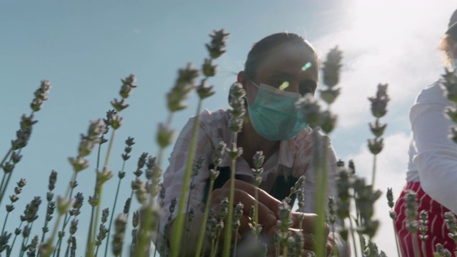 农民家庭在新冠肺炎大流行期间考察薰衣草种植园的新收获。农业职业。保加利亚的薰衣草花田。冠状病毒视频下载