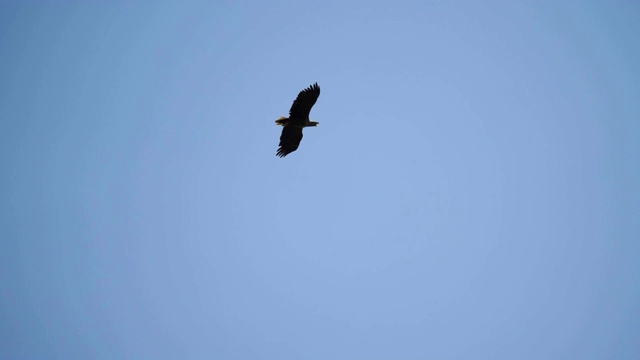 鹰在蓝天上翱翔。天空中飞翔的鹰。视频素材