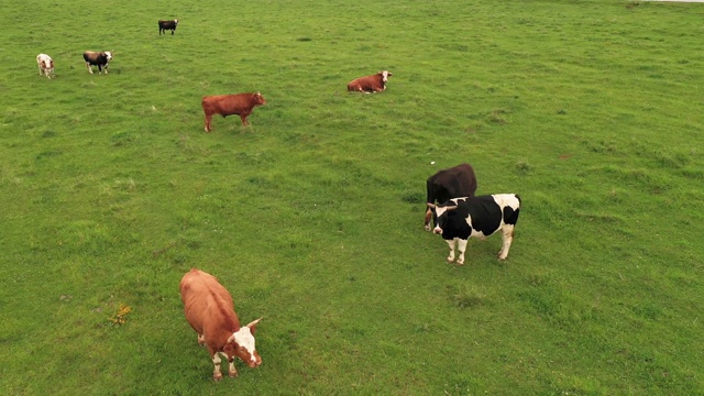 牛在草地上吃草视频素材