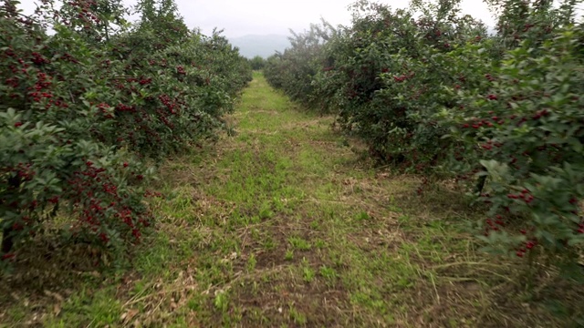夏日清晨，无人机拍摄的一个成熟的樱桃种植园。视频素材