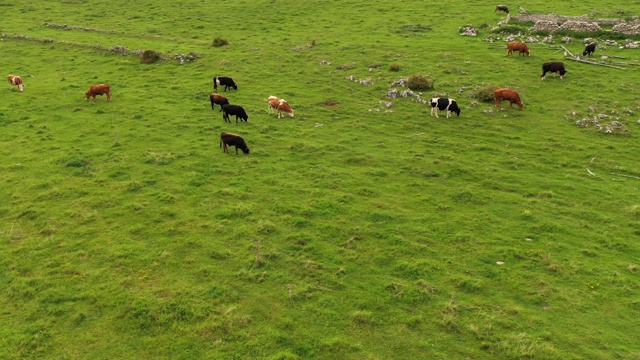 牛在草地上吃草视频素材