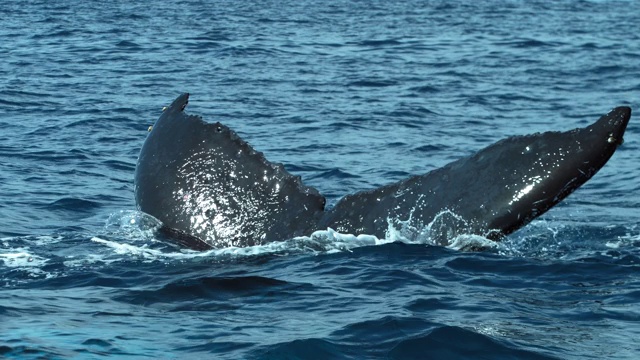 在赤道附近海洋中游泳的座头鲸视频素材