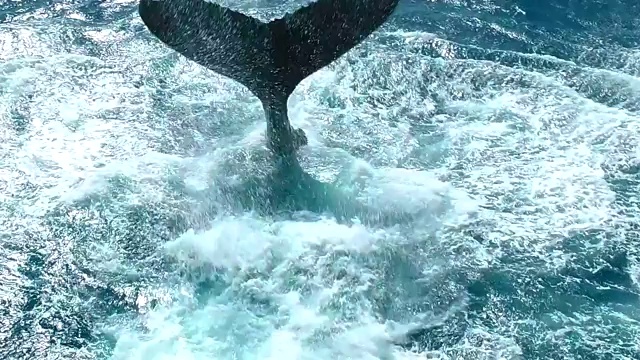 在赤道附近海洋中游泳的座头鲸视频下载