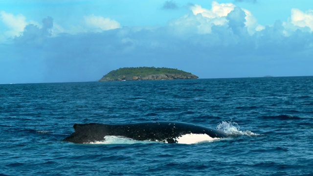 座头鲸在赤道附近的海洋中从喷水孔喷水视频素材
