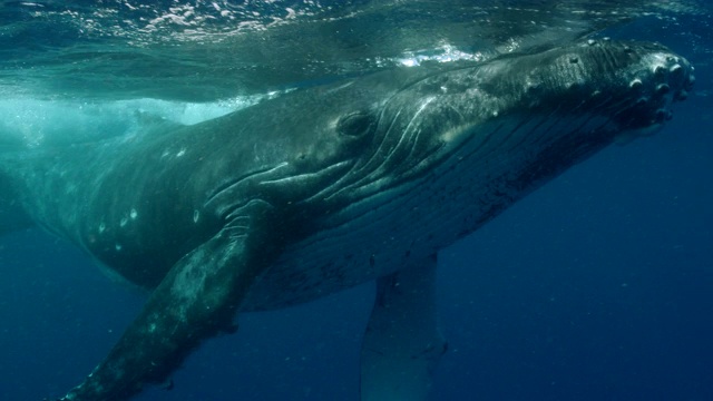 小座头鲸在赤道附近的海洋中游泳视频素材