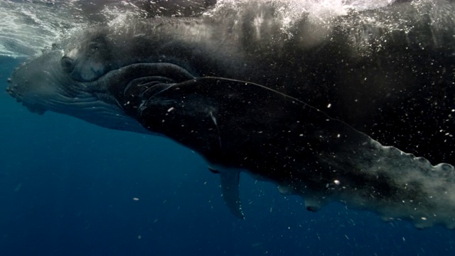 在赤道附近海洋水下游泳的座头鲸视频素材