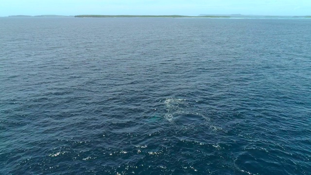 在赤道附近的海洋中，母鲸和幼鲸从喷水孔喷水视频素材