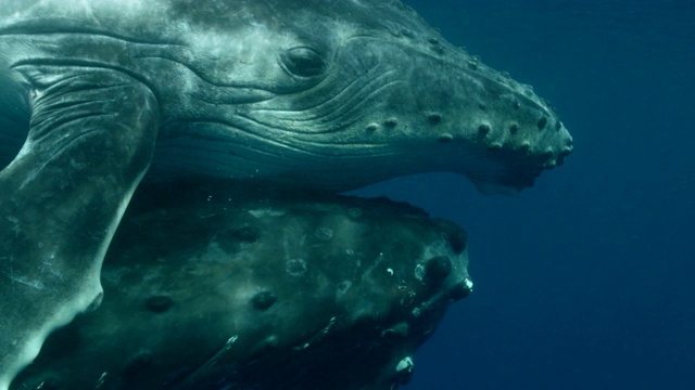 母鲸和幼鲸在赤道附近的海洋中游泳视频素材