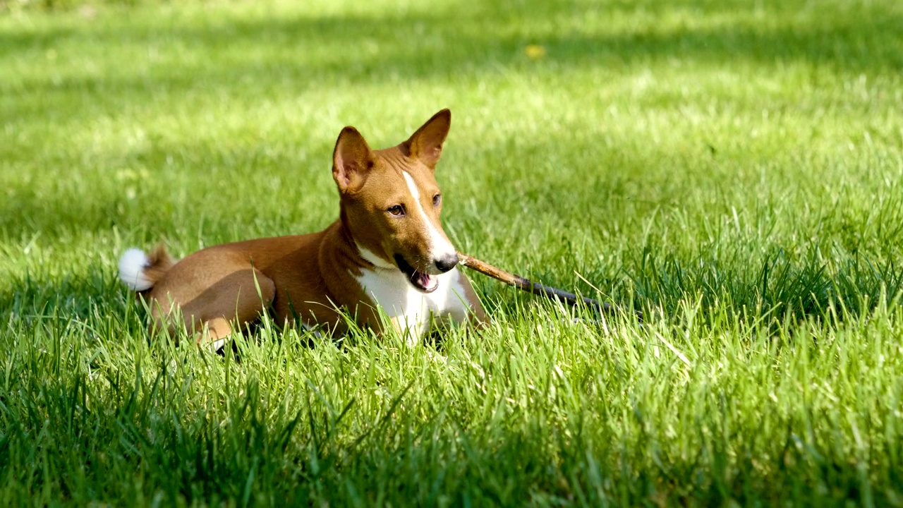 在夏季公园的草地上，巴森吉狗正在嚼着棍子。4 k视频下载
