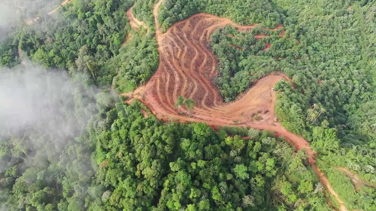 森林砍伐。视频下载