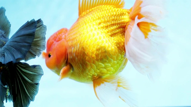 五颜六色的金鱼在水族馆里游泳。视频素材