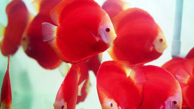 彩色的铁饼鱼在水族馆里游泳。视频素材