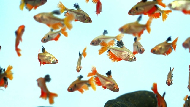 海丝苔藓鱼群在水族馆中游泳视频下载
