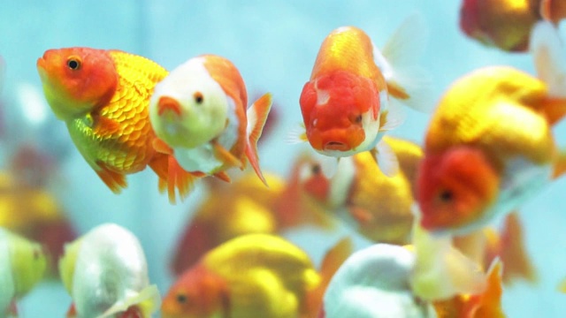 五颜六色的金鱼在水族馆里游泳。视频素材