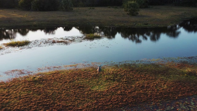 美国佛罗里达州，一只美洲鳄和周围环境的无人机“自拍”视频素材