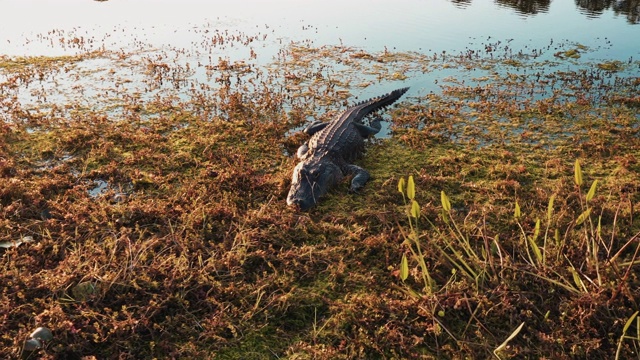 在美国佛罗里达州沼泽边缘拍摄的美洲短吻鳄视频素材