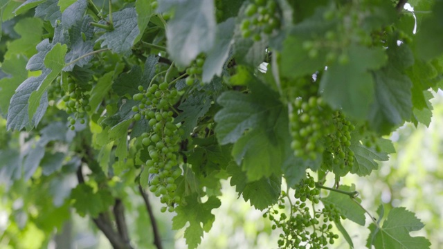 未成熟的葡萄生长在绿色植物上视频素材