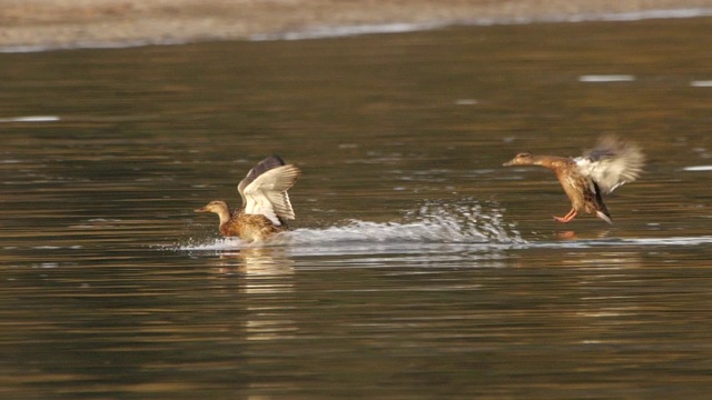 阿尔泰自然保护区野鸭飞行的慢镜头视频下载