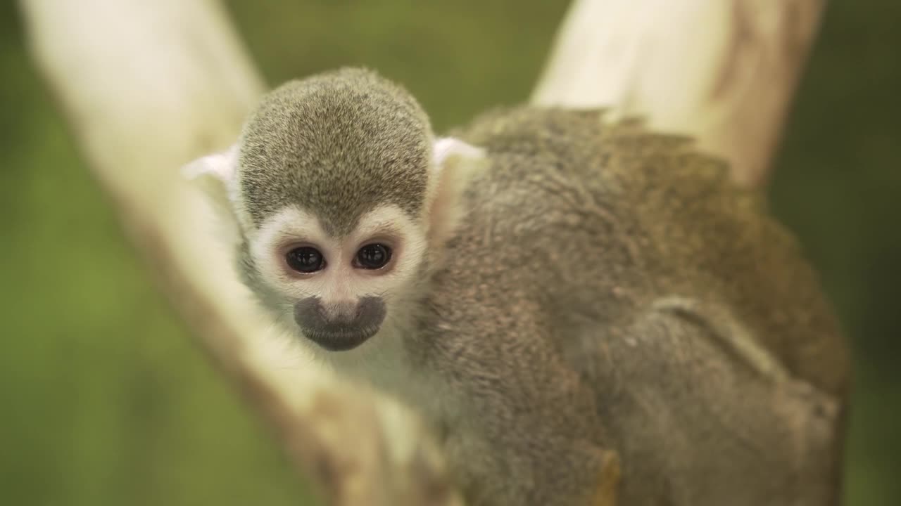 常见的松鼠猴坐在一棵树上四处张望。视频素材