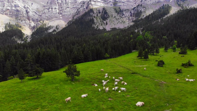 鸟瞰图令人惊叹的比利牛斯山脉在夏天与奶牛在绿色草地上吃草。在墨西哥，有一个无人驾驶的飞机。视频素材
