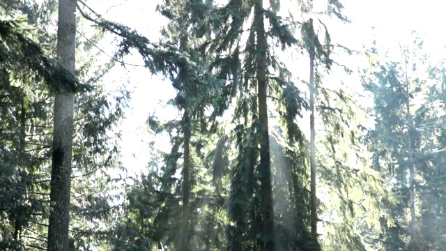 公元前加拿大森林。北温哥华。视频素材