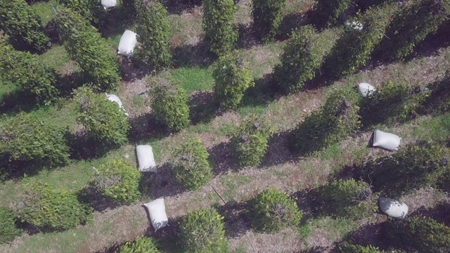 空中拍摄的胡椒种植园里装满胡椒的袋子视频素材