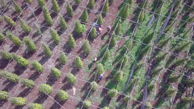 鸟瞰图的一组工人耙叶，你把他们从胡椒种植园视频素材
