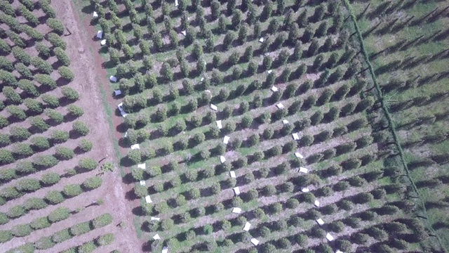 头顶上用无人机拍摄胡椒种植园里装满胡椒的麻袋视频素材