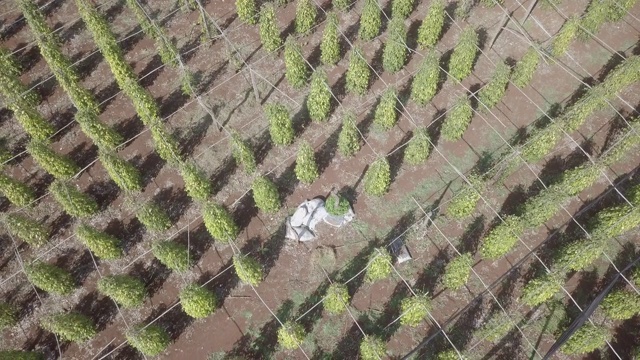 飞过胡椒种植园装满胡椒的麻袋视频素材