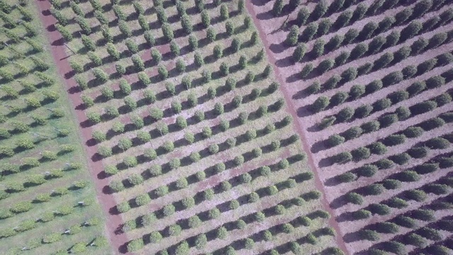 头顶无人机拍摄的胡椒种植园视频素材