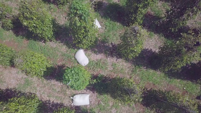低空飞过装满胡椒的麻袋在胡椒种植园视频素材