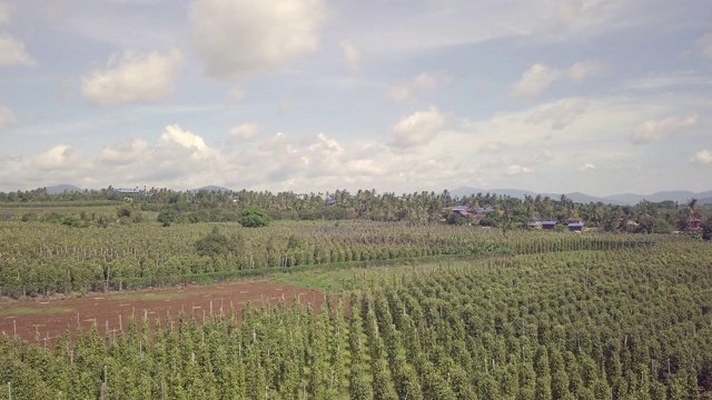 从空中俯瞰胡椒种植园视频素材