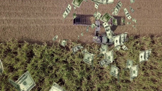 甘蔗收获种植园和金钱雨滴动画视频下载
