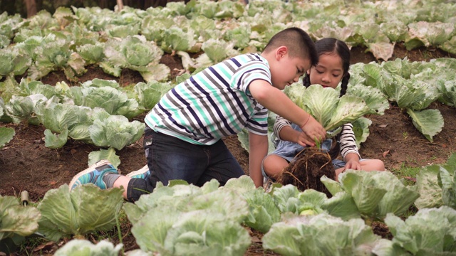 高角度的亚洲家庭与两个孩子的兄弟姐妹收获蔬菜从一个有机花园。一个夏天的早晨，弟弟和妹妹穿着休闲的衣服从地里采摘新鲜的蔬菜。可持续生活方式的概念。视频下载