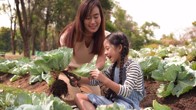 一个亚洲家庭，一个孩子在有机菜园里收割蔬菜。一个夏天的早晨，母亲穿着便服教女儿吃沙拉叶。教授可持续的生活方式和园艺的概念。视频下载