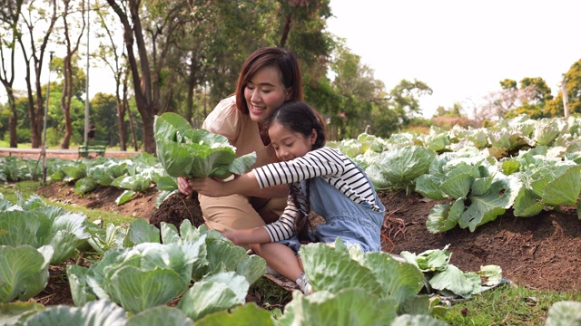 一个亚洲家庭，一个孩子在有机菜园里收割蔬菜。母亲和女儿穿着休闲的衣服在一个夏天的早晨从土壤中采摘沙拉蔬菜。教授可持续的生活方式和园艺的概念。视频素材