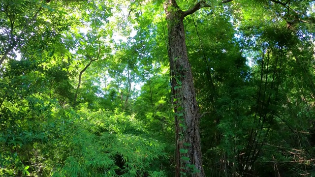 树在森林与阳光视频下载