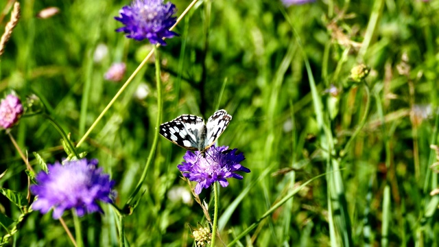 蝴蝶在夏天的风里开花视频素材