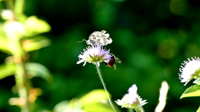 蝴蝶和大黄蜂在夏日的风中开花视频素材