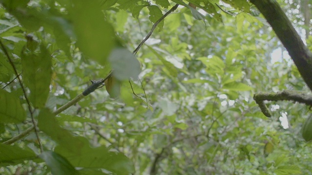 用金属片连接的木棍，用来从树上切割和收获黄色的可可果实视频下载
