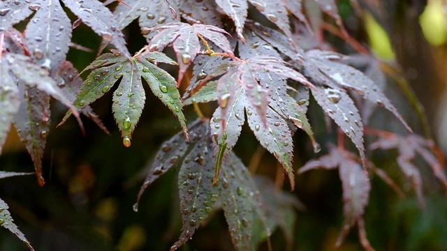雨在夏天的白天落在一棵落叶树下视频素材