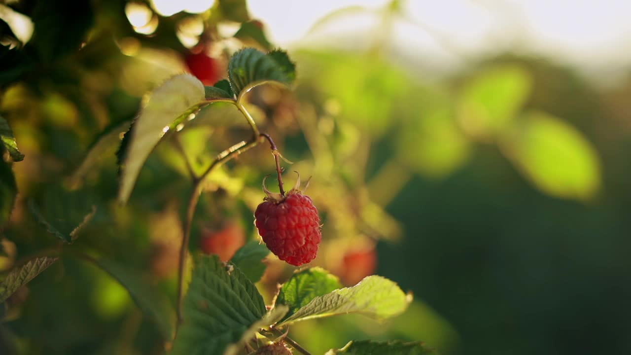 一只雌手从灌木丛中摘下红色的树莓。关闭视频视频下载