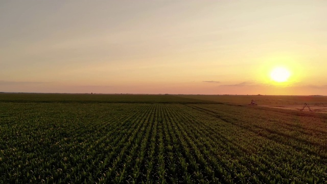夏天，麦田里成熟的小麦和玉米的鸟瞰图。农田里也有灌溉系统。由于野生动物的影响，一些地区的小麦减产。视频素材