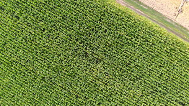 夏天，麦田里成熟的小麦和玉米的鸟瞰图。农田里也有灌溉系统。视频素材