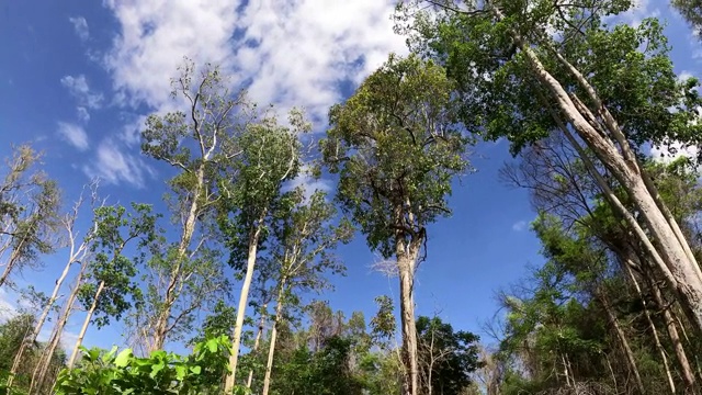 在雨林中寻找树木视频素材