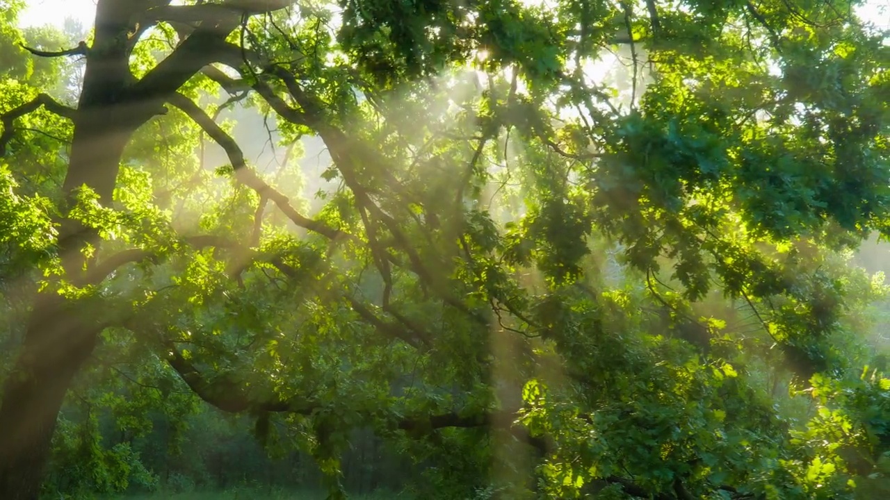 森林里美丽的夏日早晨。阳光穿过那棵壮丽的绿树的枝叶。神奇的夏天森林视频素材