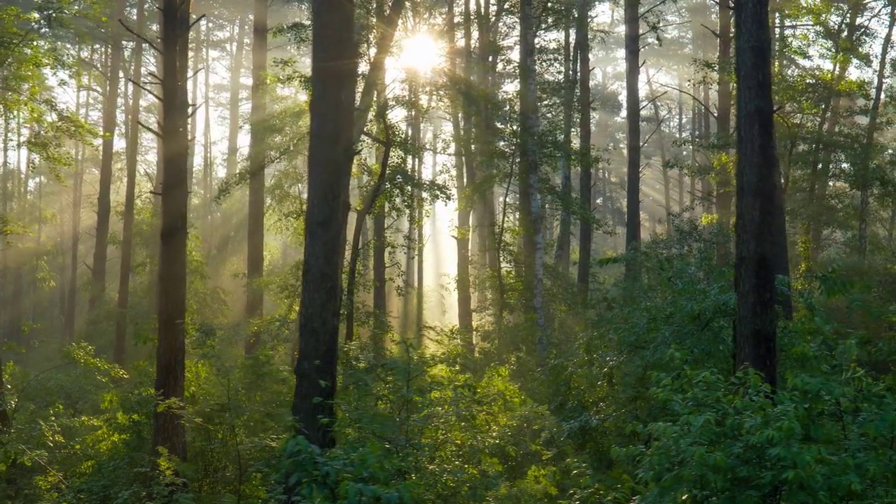 穿过清晨的森林。朝阳下的阳光森林。茂盛的树木和淡淡的雾霾。壮丽的日出在森林里，光线穿过树枝。万向节镜头，4K视频下载