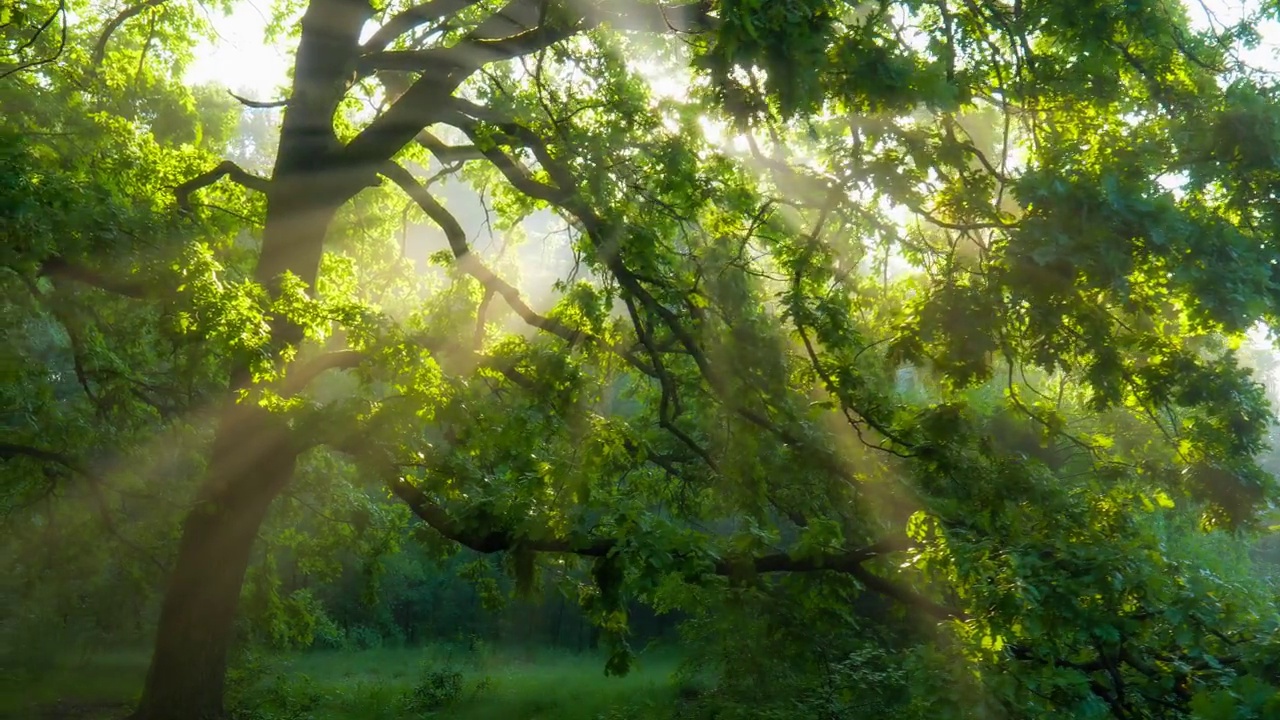 阳光穿过绿色的树枝。神奇的森林，温暖的阳光照亮了绿色的橡树。万向节高质量镜头视频下载
