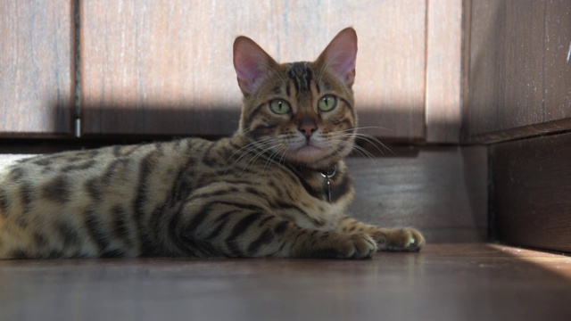 一只孟加拉猫躺在镜头前的地板上。动物看着镜头。视频下载